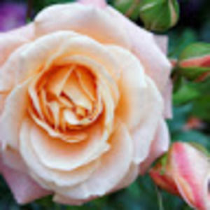 Meet your Posher, Fiona